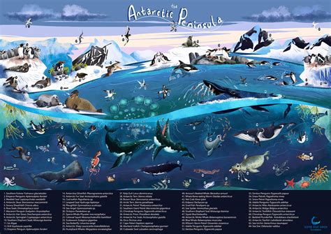 Ecosystem Of Antarctica