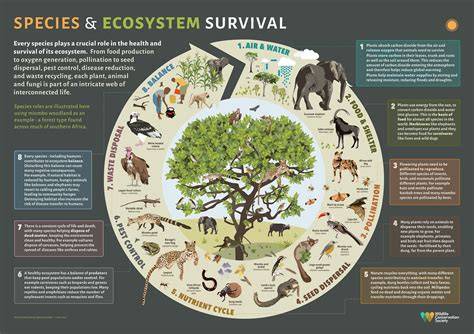 Ecosystem Of Birds