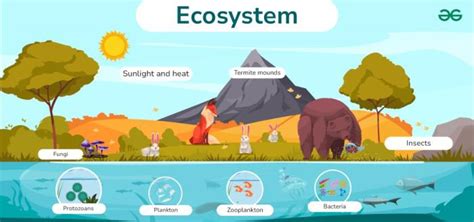 Ecosystem Of Environment