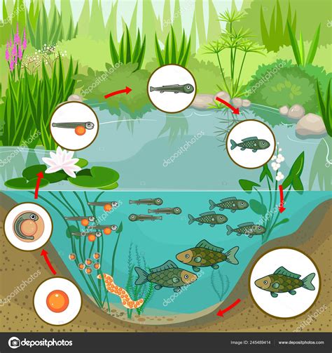Ecosystem Of Fish