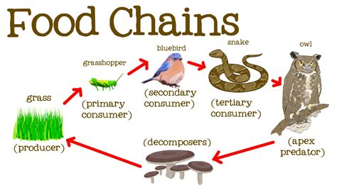Ecosystem Of Food Chain