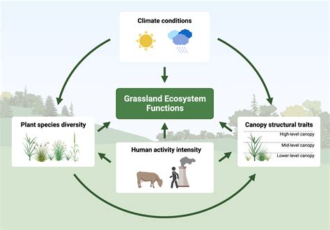 Ecosystem Of Function