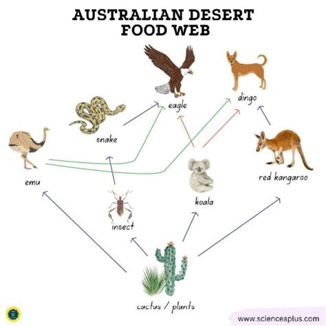 Ecosystem Of Kangaroo