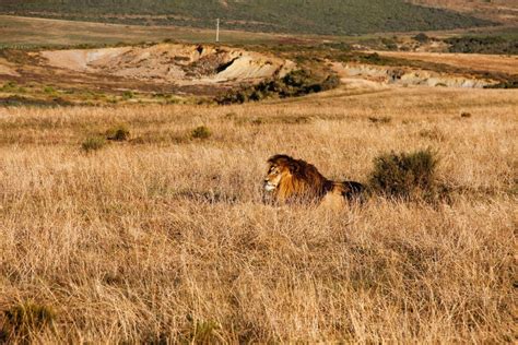 Ecosystem Of Lion