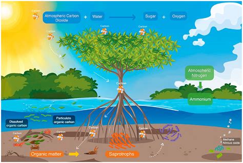 Ecosystem Of Mangrove Forest