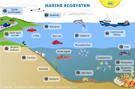Ecosystem Of Marine