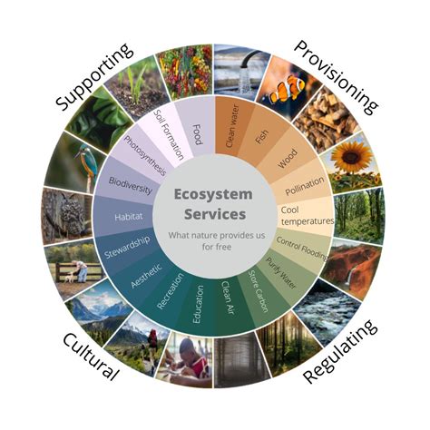 Ecosystem Of New York