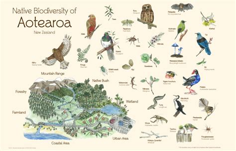 Ecosystem Of New Zealand