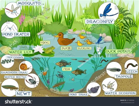 Ecosystem Of Pond