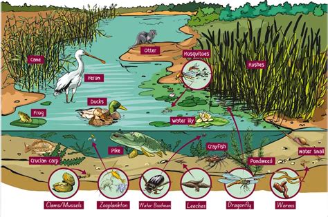 Ecosystem Of River