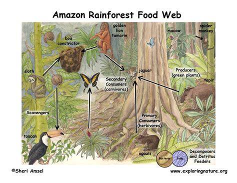 Ecosystem Of The Amazon Rainforest