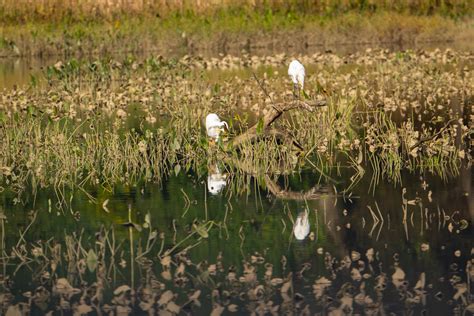 Ecosystem Of The Marsh