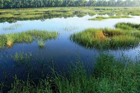 Ecosystem Of Wetlands