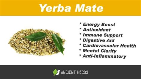 Effects Of Yerba Mate