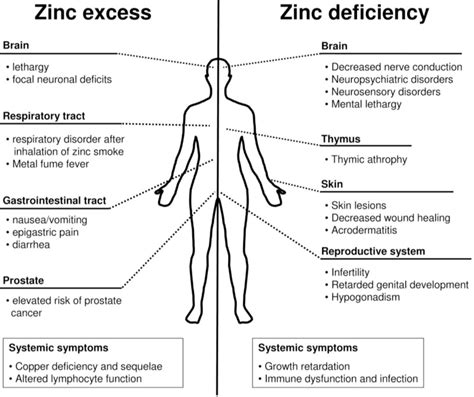 Effects Of Zinc Overdose