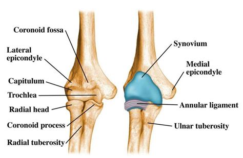 Elbow Joint Bone Anatomy