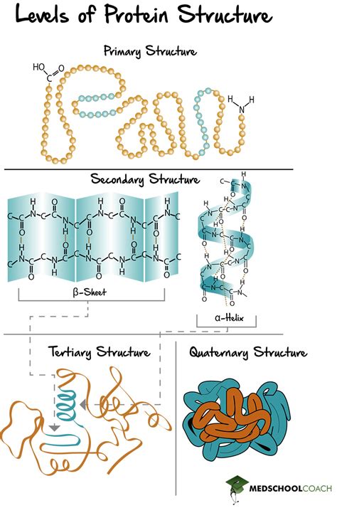 Elements Of Protein