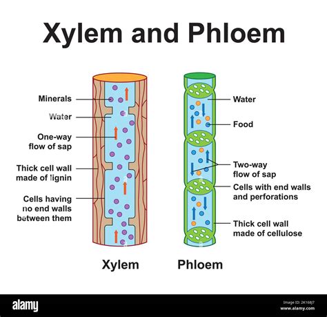Elements Of Xylem And Phloem