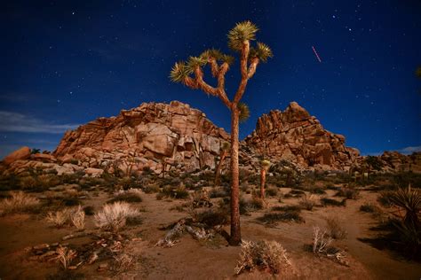 Elevation Of Joshua Tree