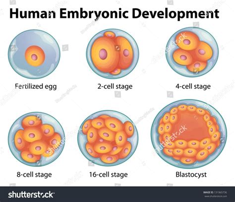 Embryonic Stage