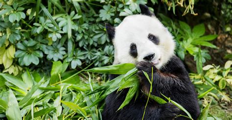 Endangered Animals In Hong Kong