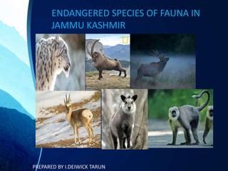 Endangered Animals In Jammu And Kashmir