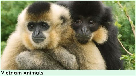 Endangered Animals In Vietnam