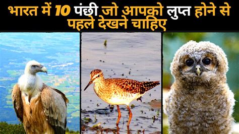 Endangered Birds In Hindi