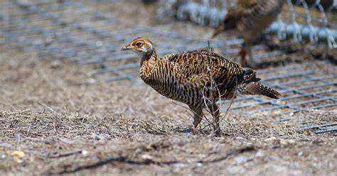 Endangered Birds In Texas