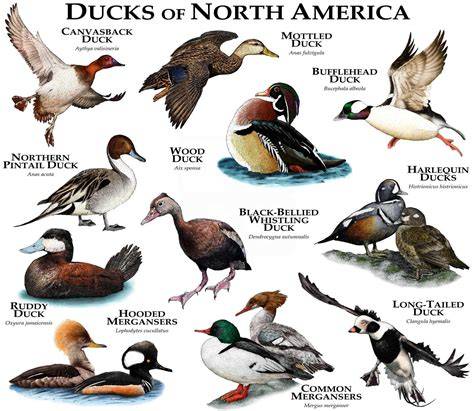 Endangered Ducks In North America