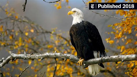 Endangered Eagles