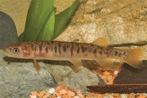 Endangered Fish In Australia