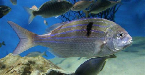 Endangered Fish In South Africa