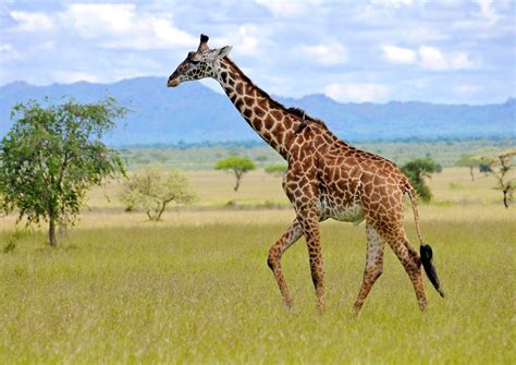 Endangered Giraffes In Africa