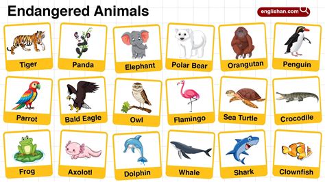 Endangered In A Sentence For Kids