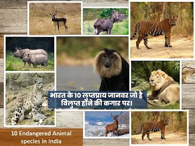 Endangered In Hindi