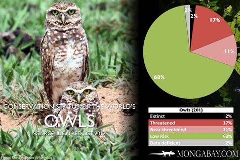 Endangered Owls
