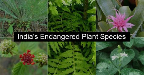 Endangered Plants In India