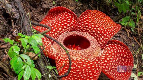 Endangered Plants In Queensland