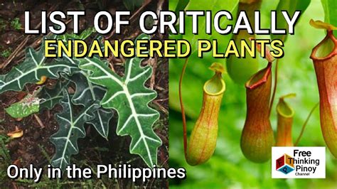 Endangered Plants In The Philippines
