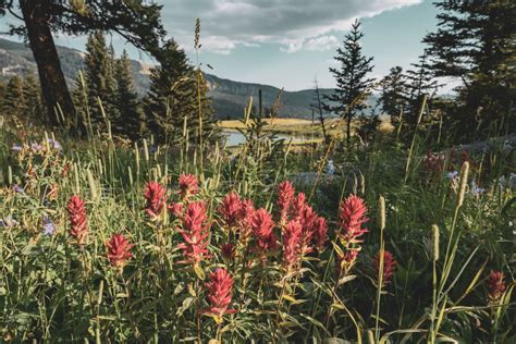 Endangered Plants In Yellowstone National Park