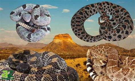 Endangered Rattlesnakes In Texas