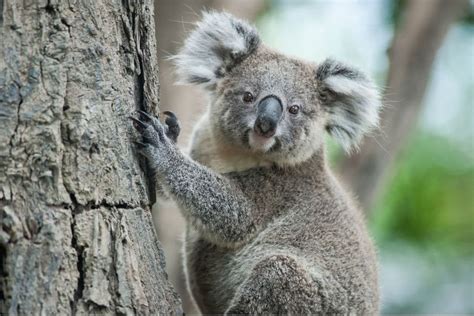 Endangered Species In Australia
