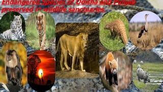 Endangered Species In Odisha