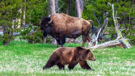 Endangered Species In Yellowstone Park