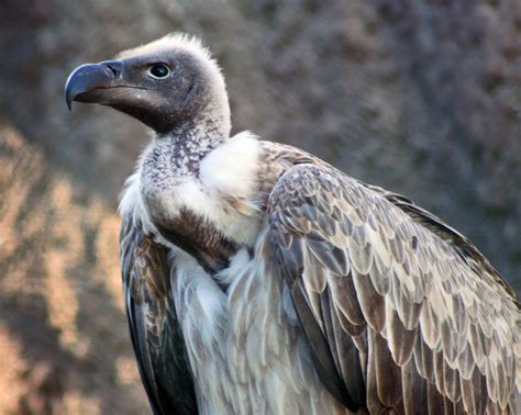 Endangered Vulture In South Africa