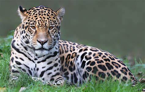 Endemic Animals Of Venezuela