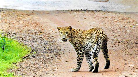 Endemic Animals To Sri Lanka