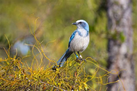 Endemic Birds To Florida