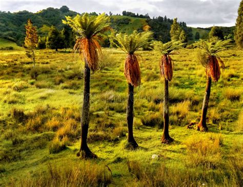Endemic Plants To New Zealand